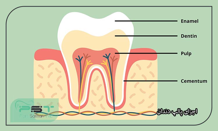 همه چیز راجب پالپ دندان+ روش درمان